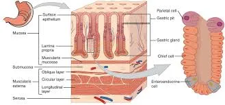 A section of stomach wall illustrating its histology